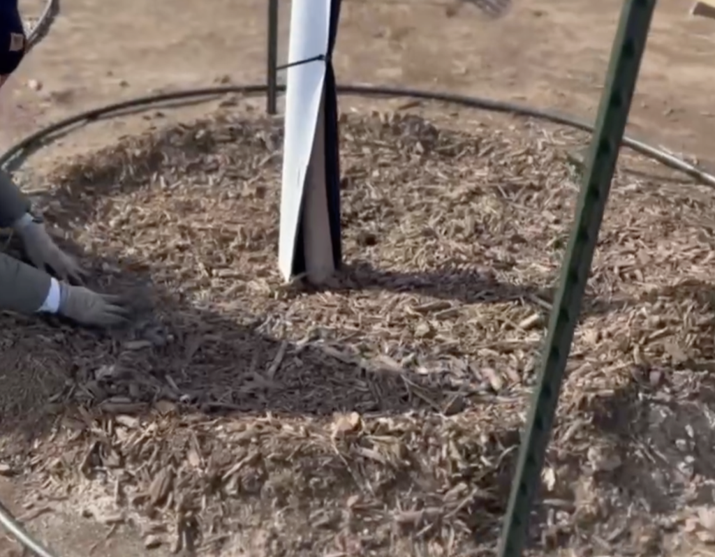 Tree ring out of mulch.