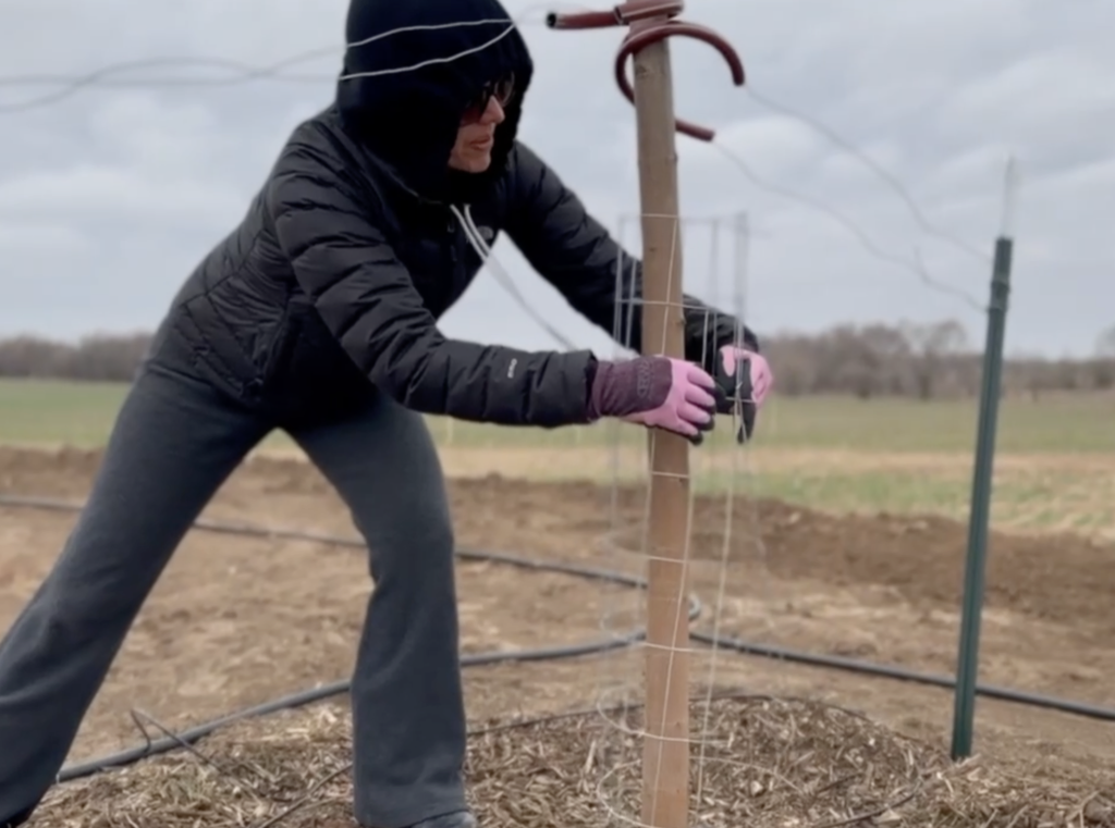 Fencing against deer.